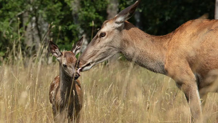 Bambi - Eine Lebensgeschichte aus dem Wald Vorschaubild des Trailers