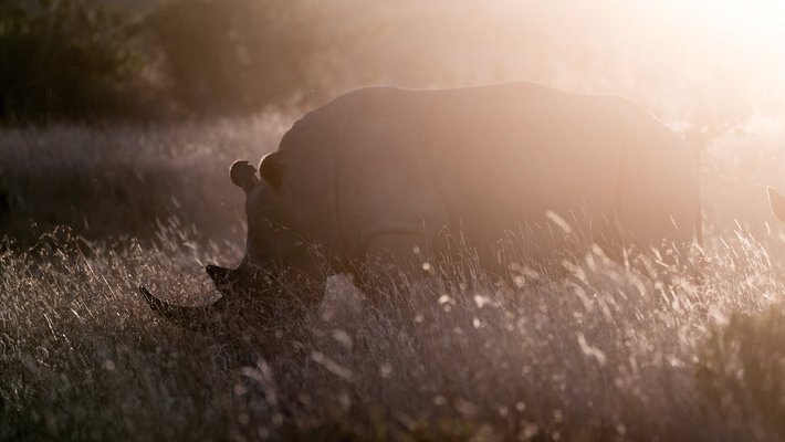 Rhino Vorschaubild des Trailers